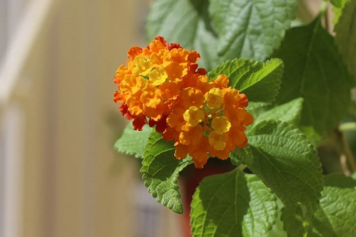 Лантана любава