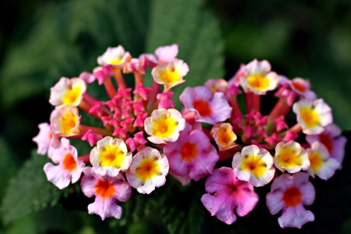 Вербена лантана