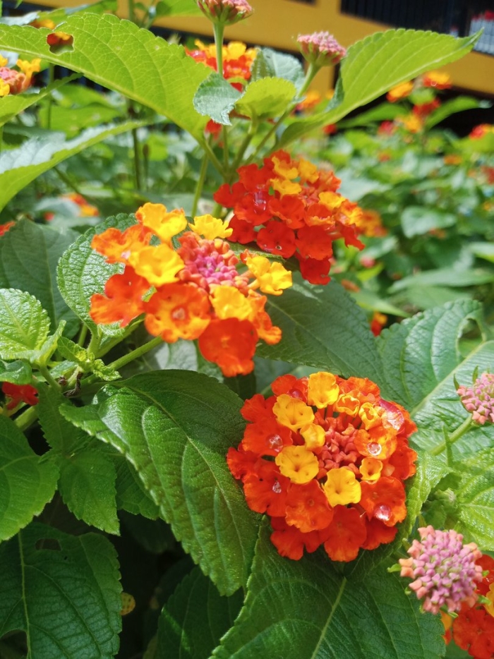 Лантана растение