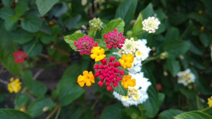 Вербена лантана