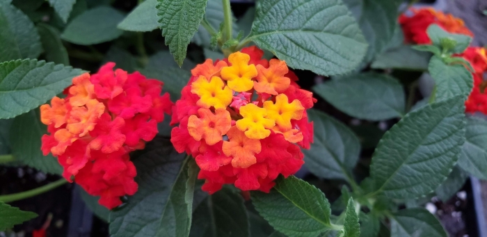 Лантана ампельная