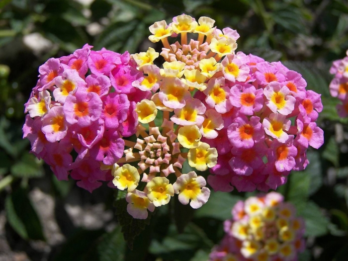 Лантана пинк