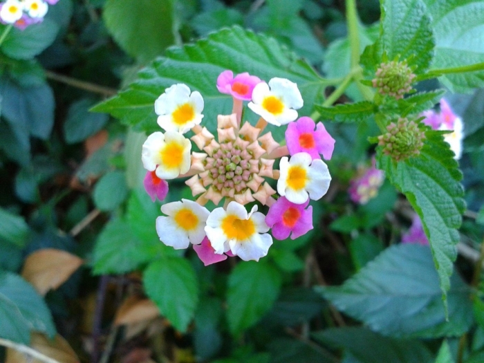 Лантана гавана сансет