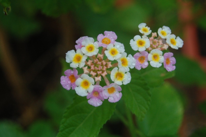 Лантана камара