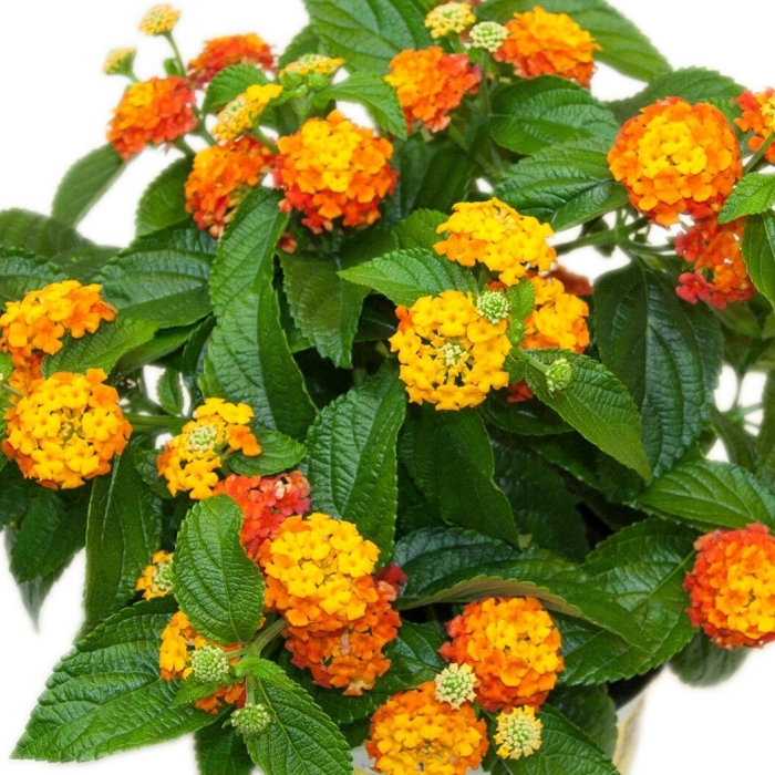 Лантана сводчатая любава