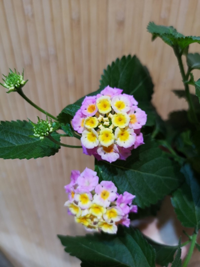 Лантана цветок