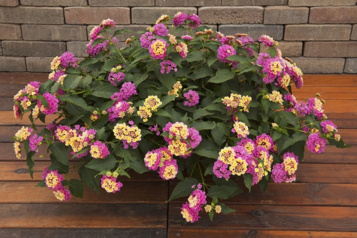 Лантана ампельная