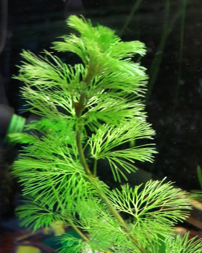 Кабомба каролинская