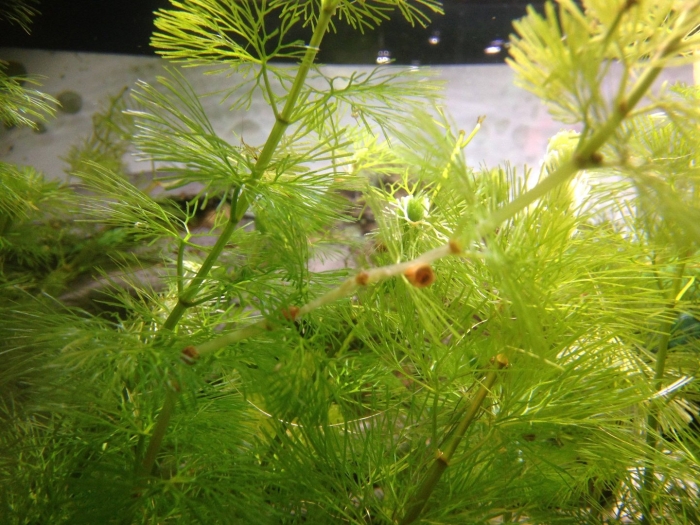 Роголистник аквариумное