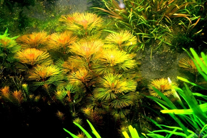 Кабомба фурката