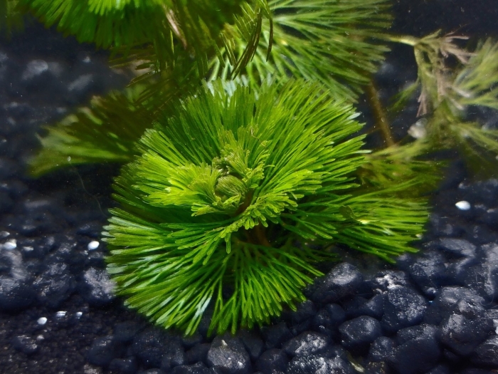 Кабомба прекраснейшая