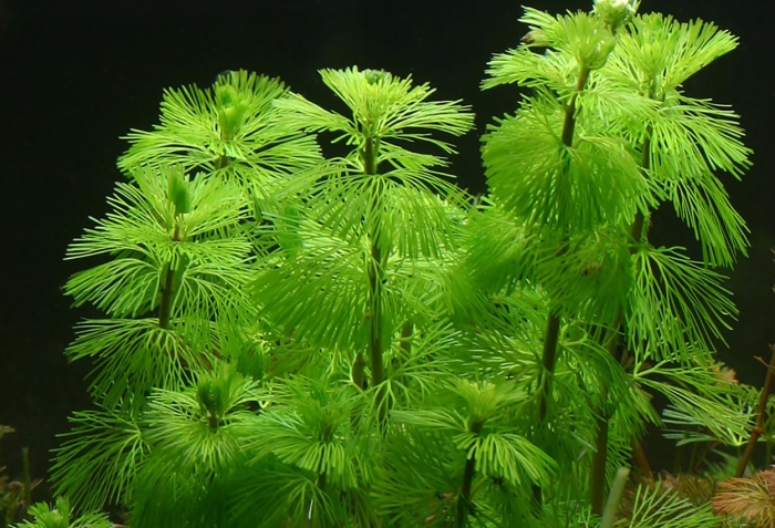 Кабомба водна