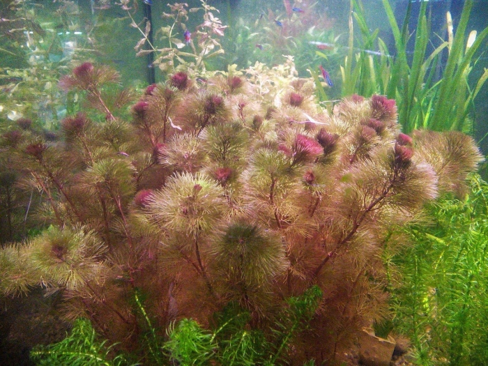 Кабомба красная