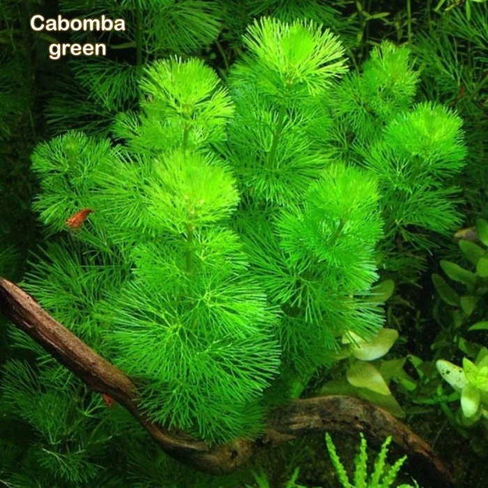 Кабомба каролинская