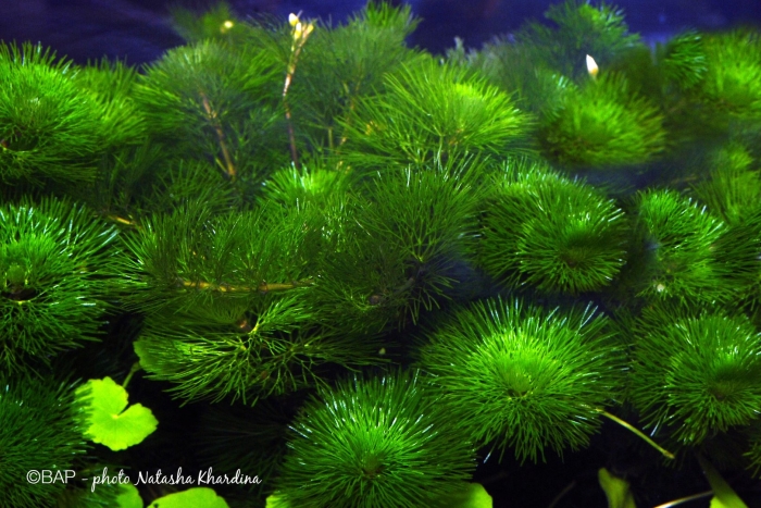 Кабомба аквариумное растение