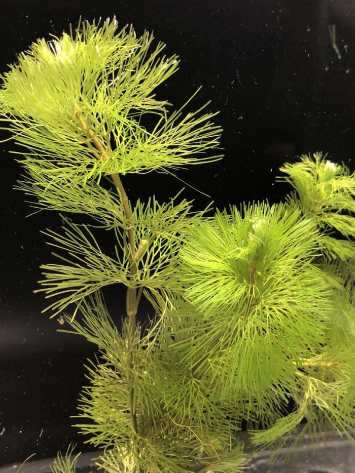 Роголистник аквариумное растение