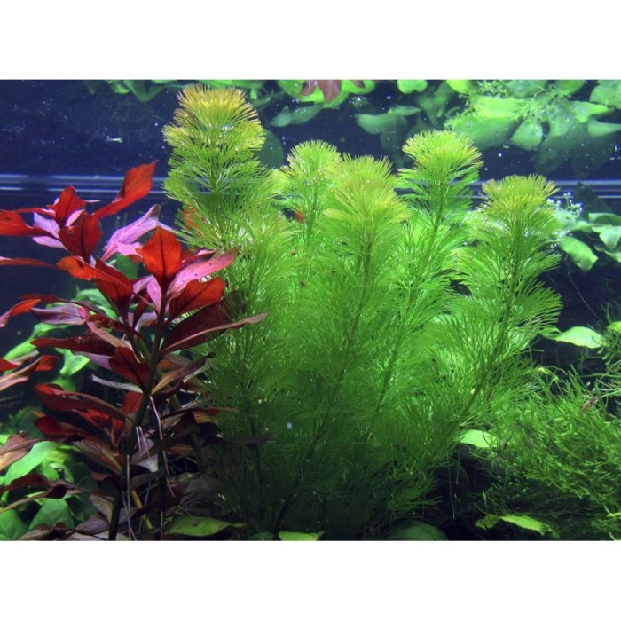 Амбулия королевская аквариумное