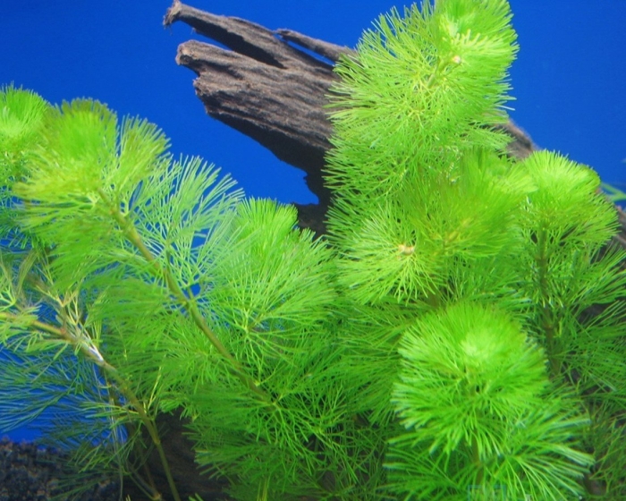 Кабомба каролинская