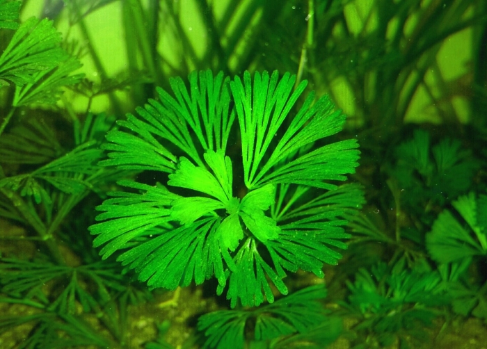 Кабомба каролинская