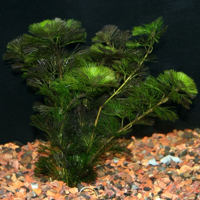 Кабомба каролинская