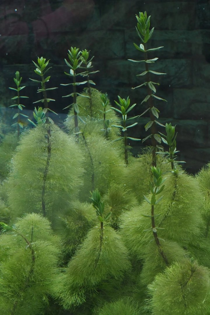 Лимнофила амбулия водная