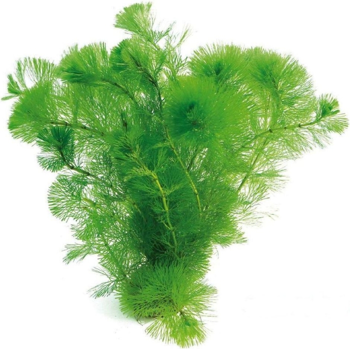 Растение аквариумное