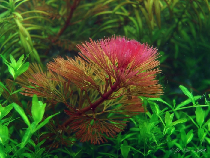 Кабомба фурката cabomba furcata