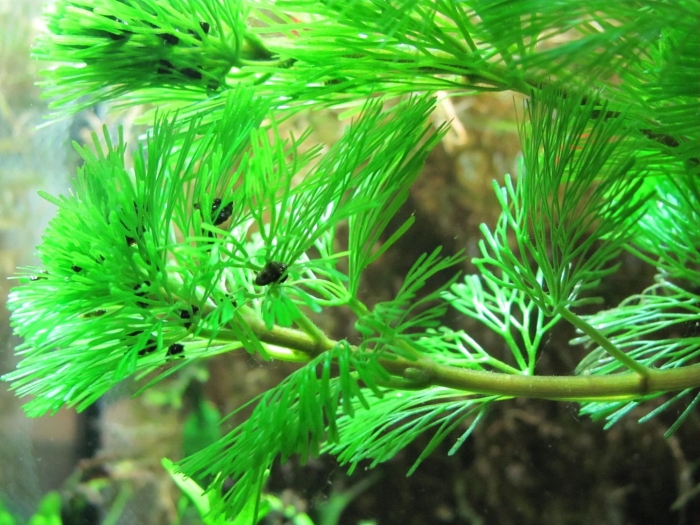 Кабомба аквариумное растение