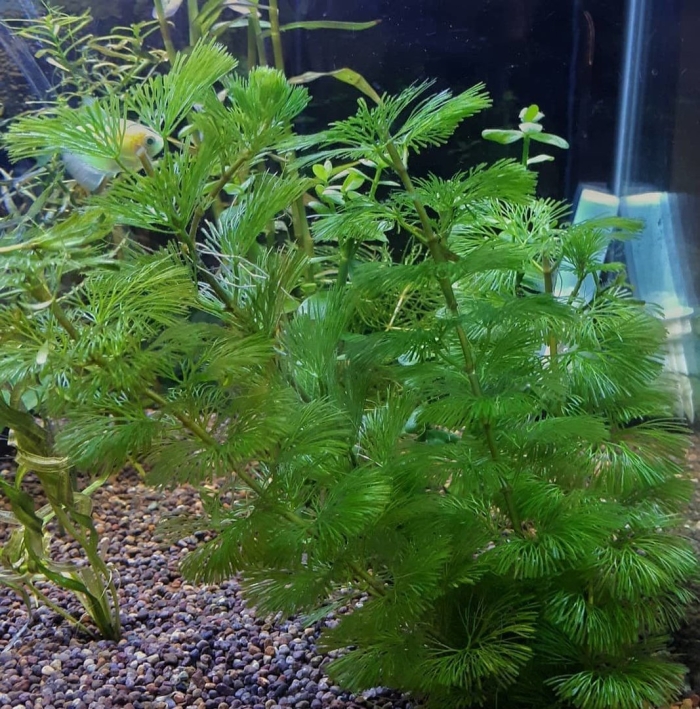 Кабомба акватика аквариумное растение