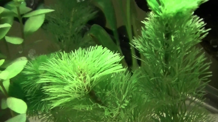 Кабомба каролинская