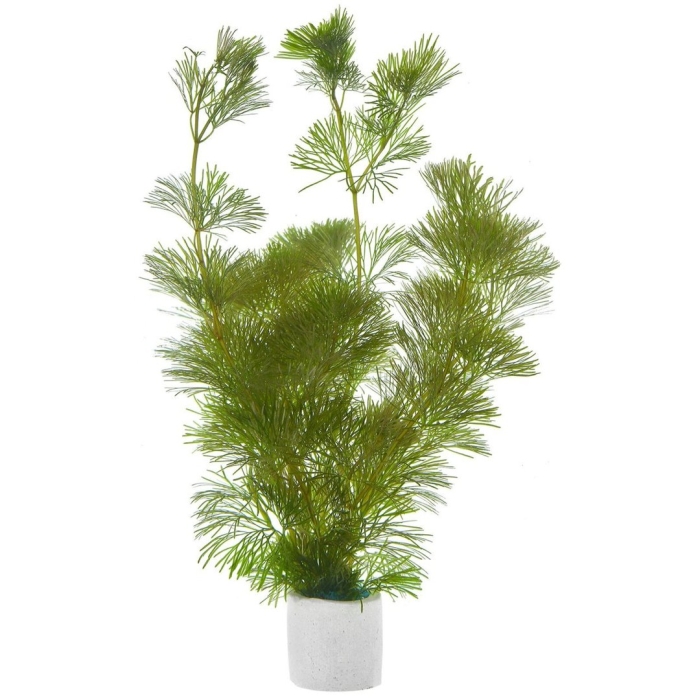 Кабомба каролинская