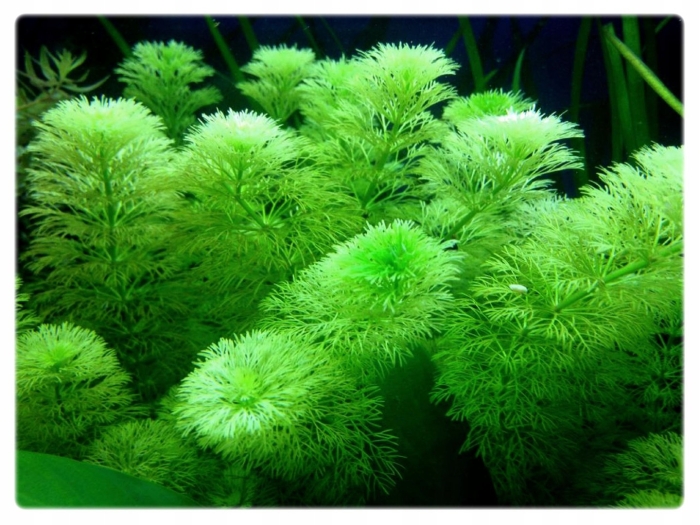 Лимнофила амбулия королевская