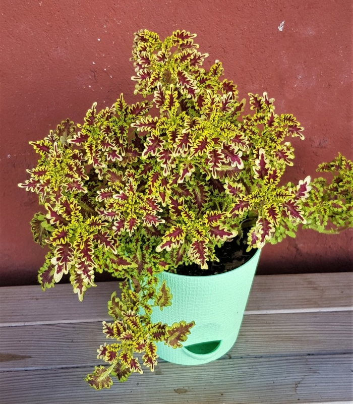 Колеус ловебирд