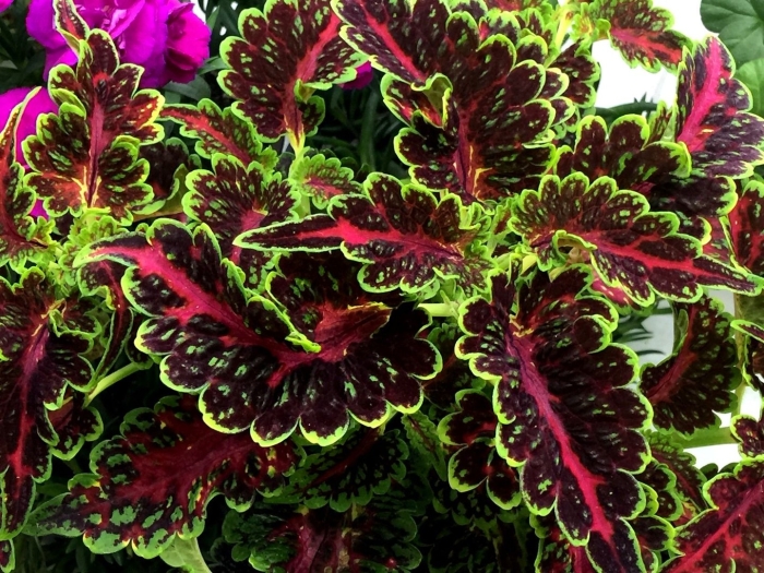 Колеус crimson ruffles