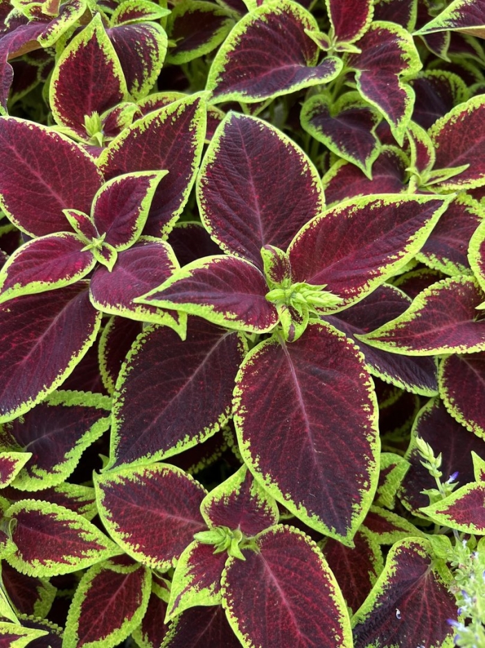 Колеус визард скарлетт