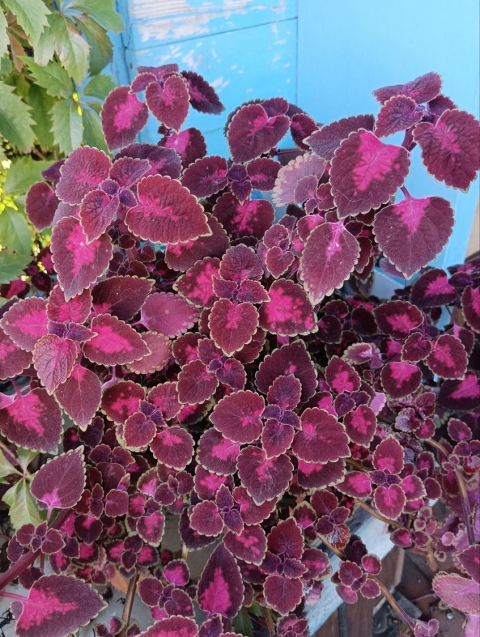 Колеус многолетник или однолетник