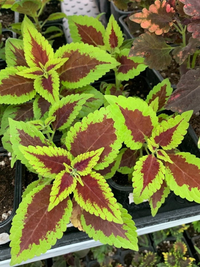 Колеус red croton