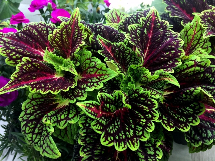 Колеус stained glassworks