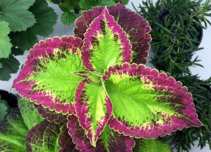 Крапивка колеус