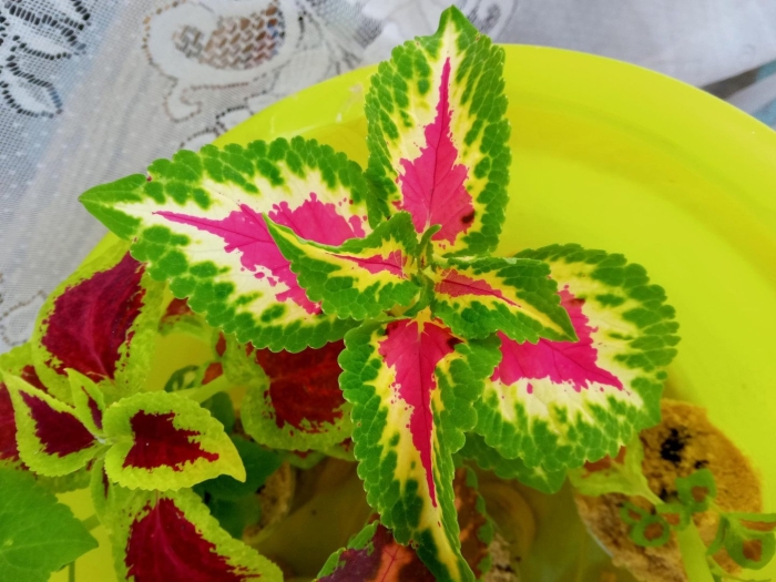 Колеус блюма радуга