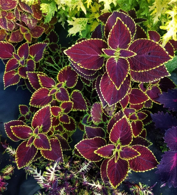 Колеус sizzler