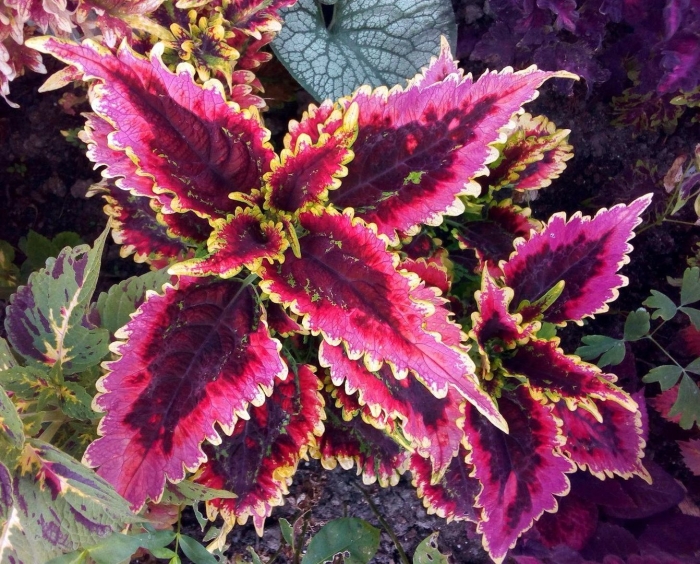 Колеус stained glassworks crown jewel