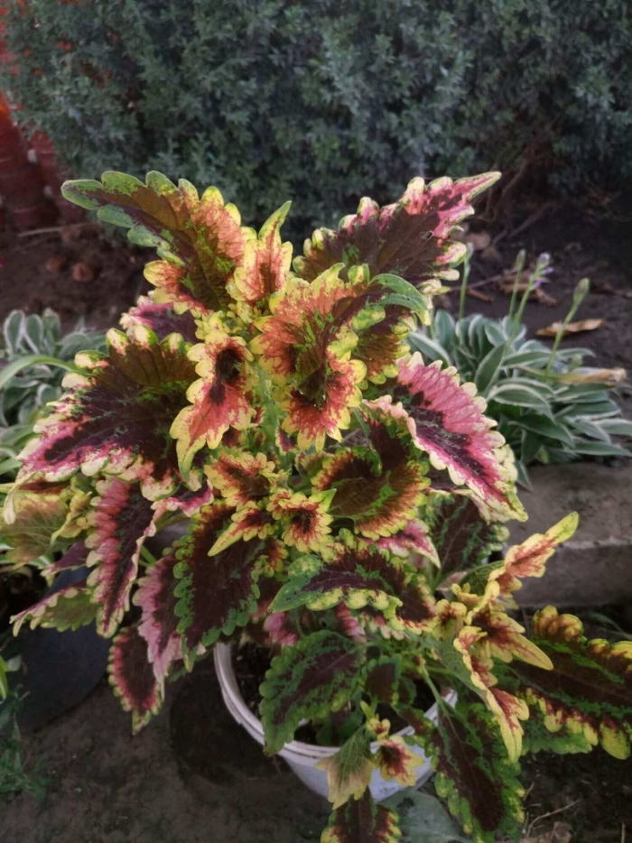 Колеус солар флер