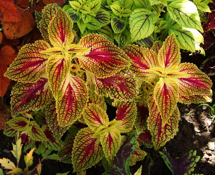 Колеус ренельта