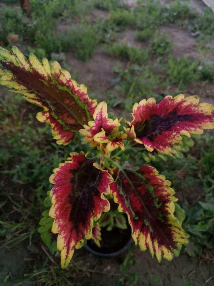 Колеус эль брайтон