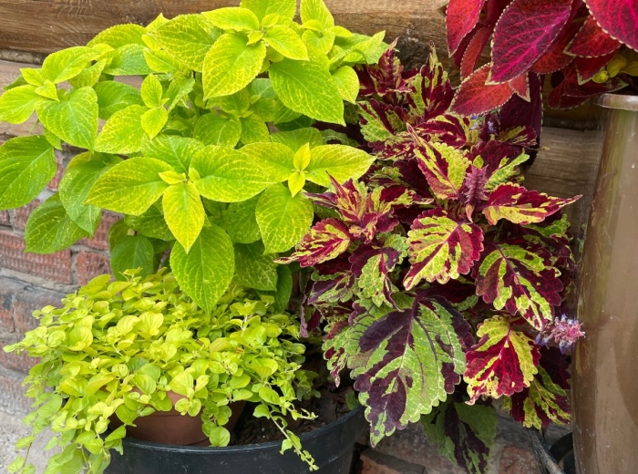 Колеус растение