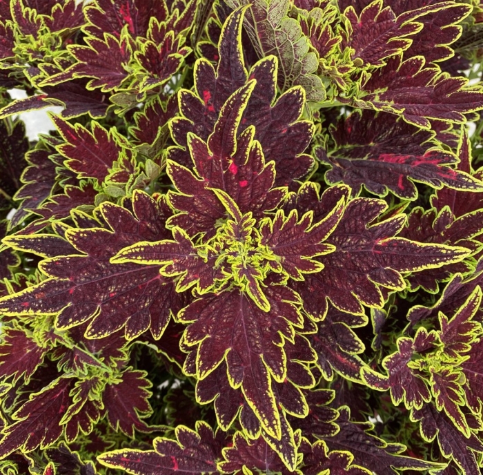 Колеус ruffles cooper