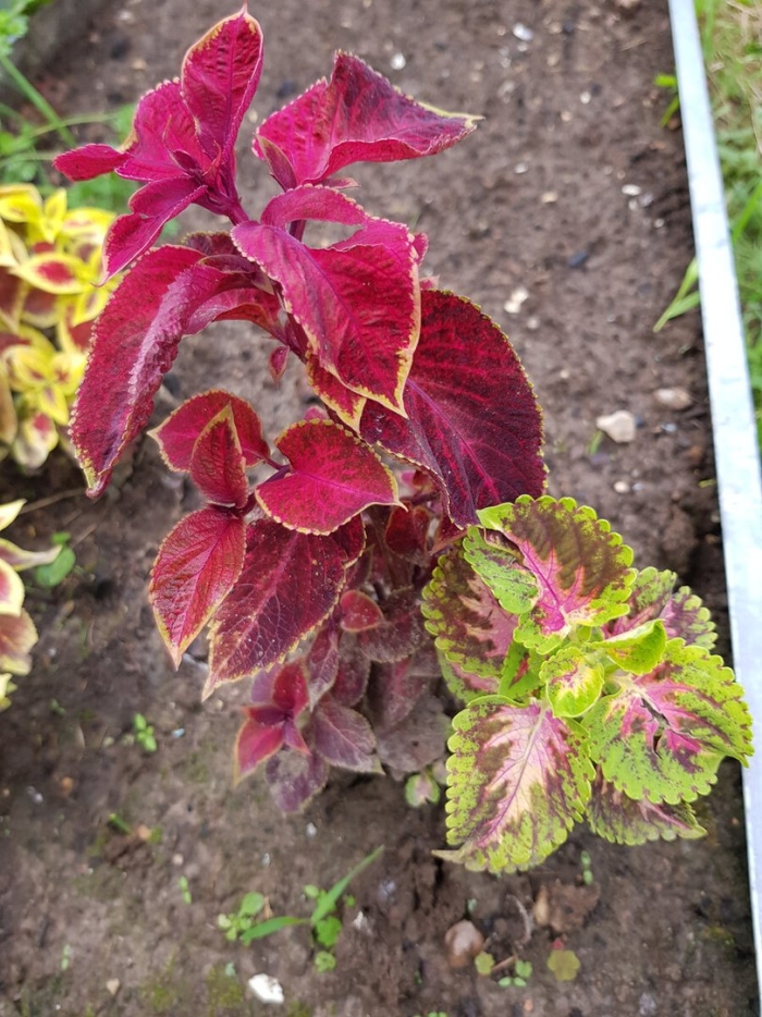 Колеус блэк бьюти