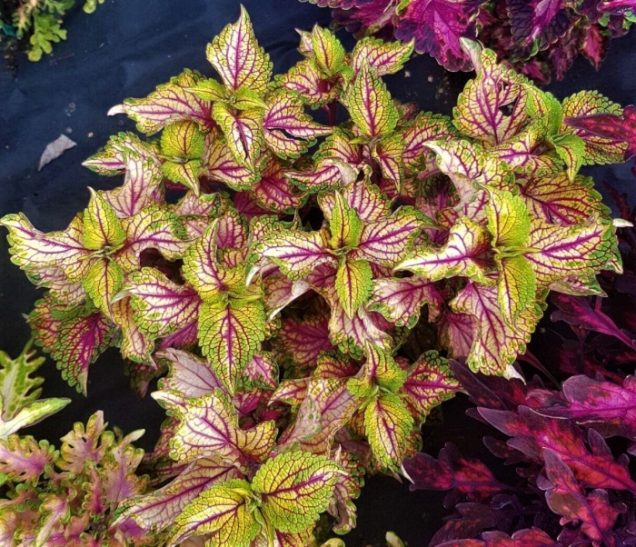 Колеус алиссон