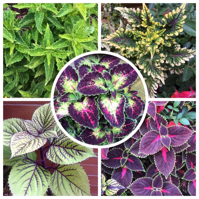 Колеус файербол coleus fireball